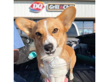 Dairy Queen Grill & Chill photo