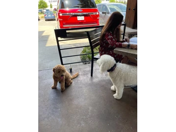 Lazy Dog Restaurant & Bar photo